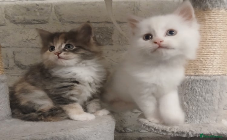 Maine Coon cats - Advert 14