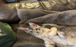 Maine Coon cats for sale: Three Mainecoon kittens for sale - Image 13