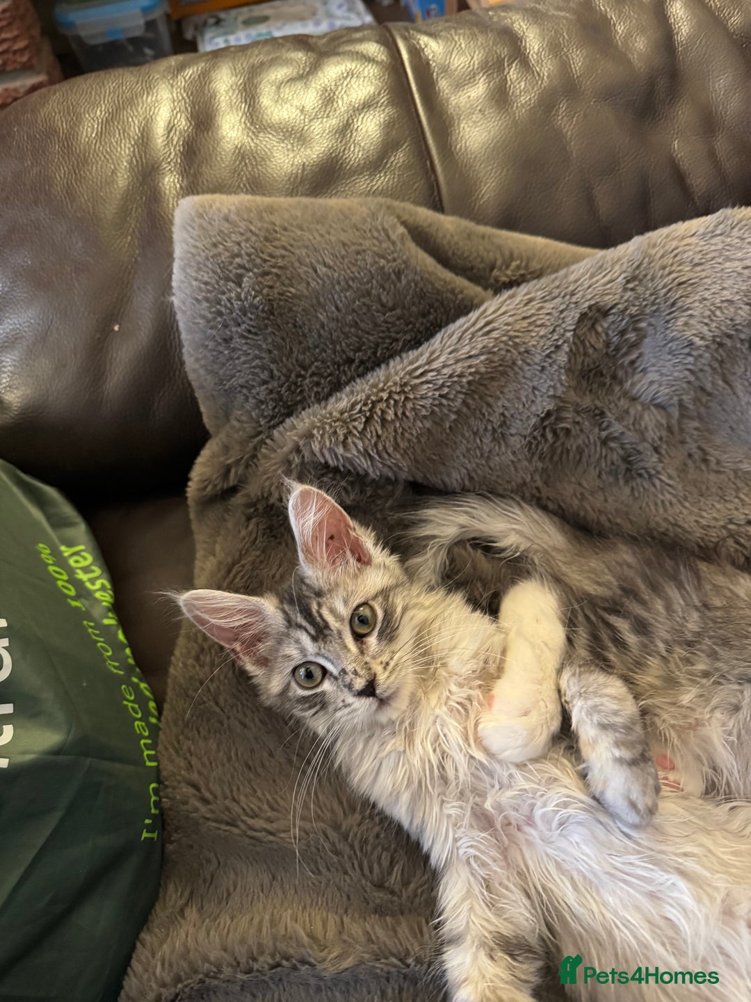 Maine Coon cats for sale: Three Mainecoon kittens for sale - Image 13