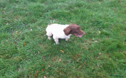 English Springer Spaniel dogs for sale: Pet home required,  **  - Image 3