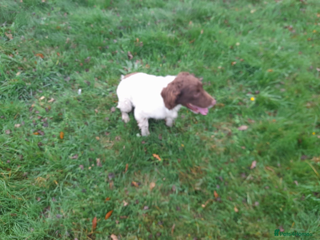 English Springer Spaniel dogs for sale: Pet home required,  **  - Image 3