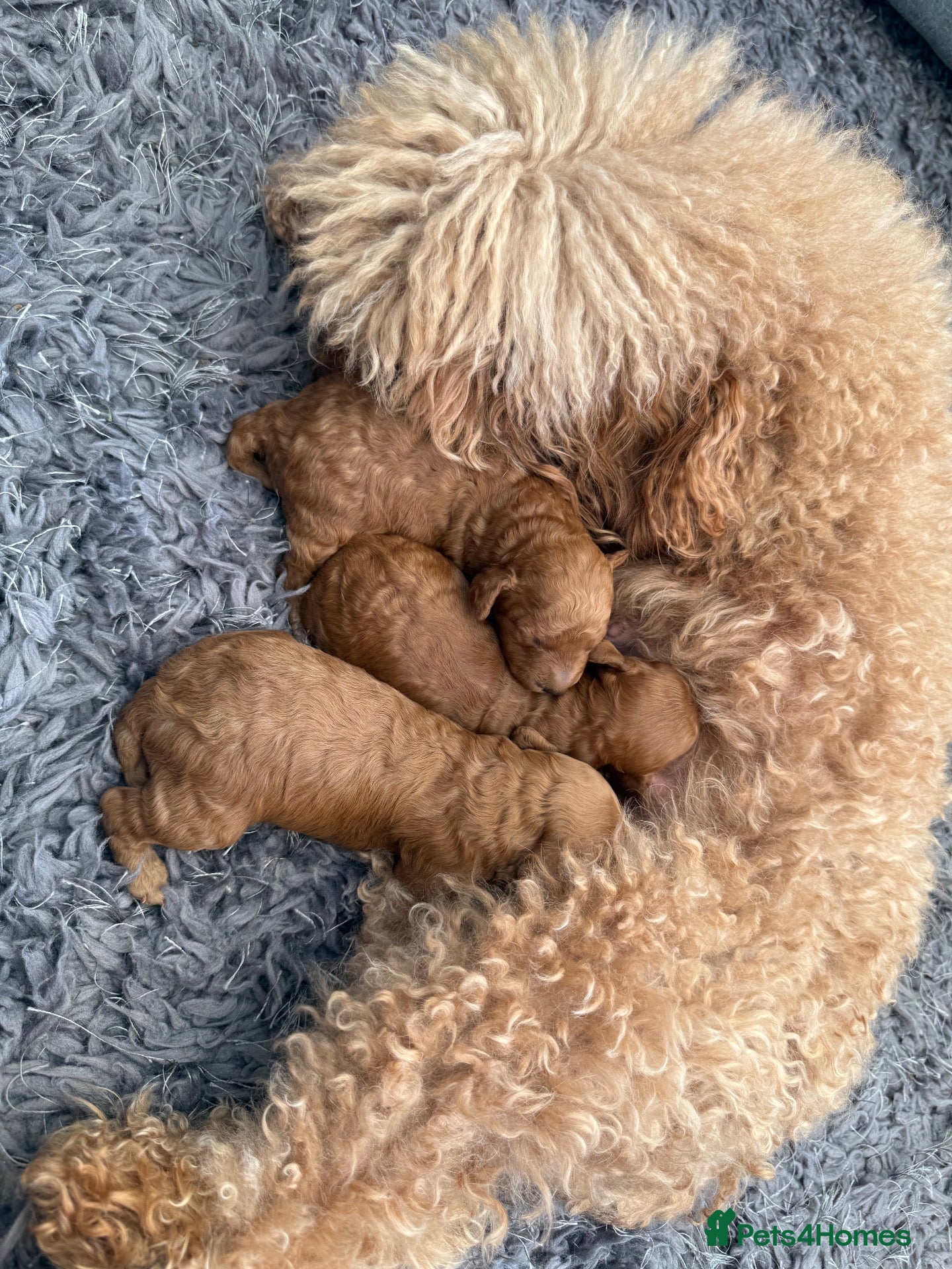 Cavapoo dogs for sale: F1B cavapoos - Advert 1
