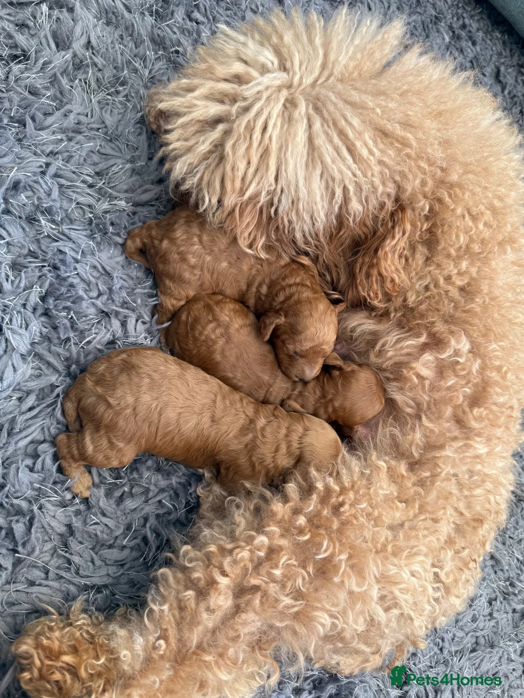 Cavapoo dogs for sale: F1B cavapoos - Advert 1