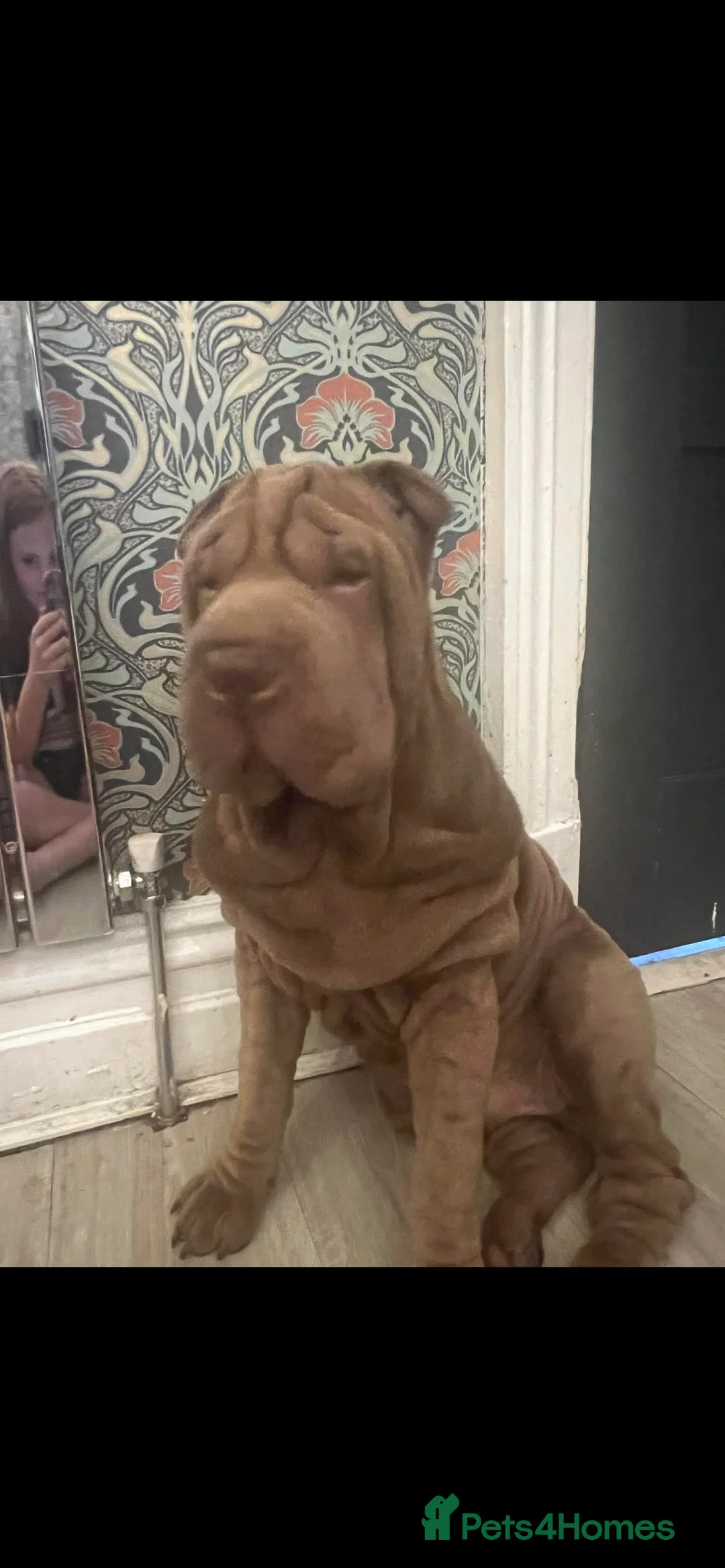 Mixed Breed dogs for sale: Shar pei x pocket bully - Advert 2