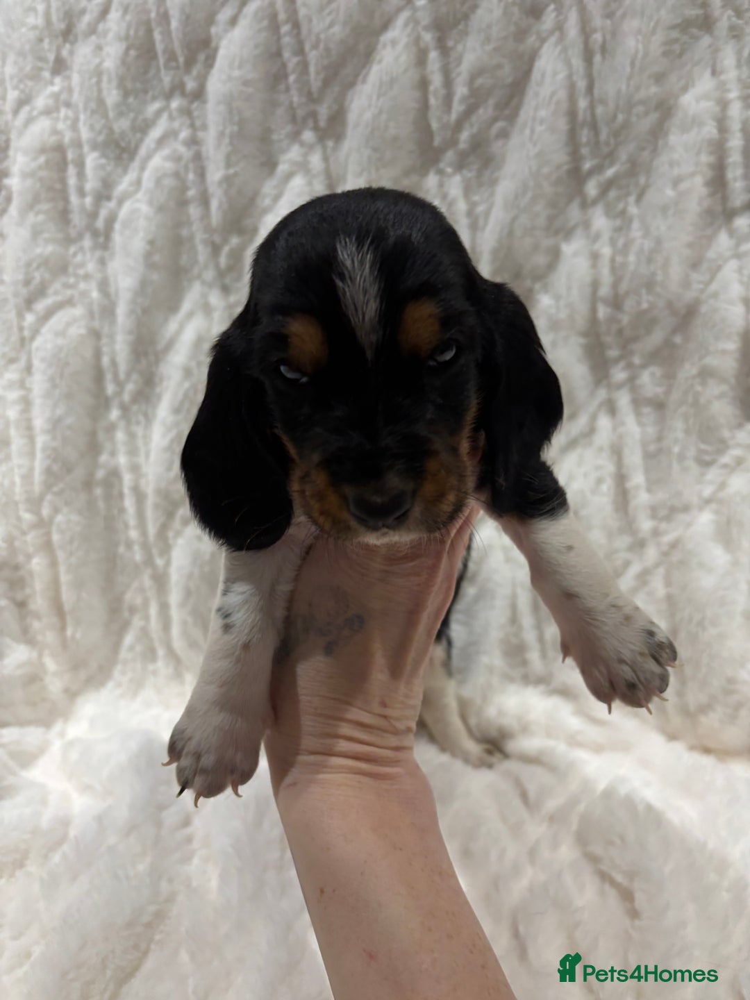 Basset Hound dogs for sale: Bassett hound puppies  - Advert 22