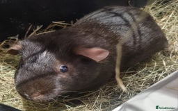 Guinea Pig rodents for sale: 3x guinea pigs - Image 3