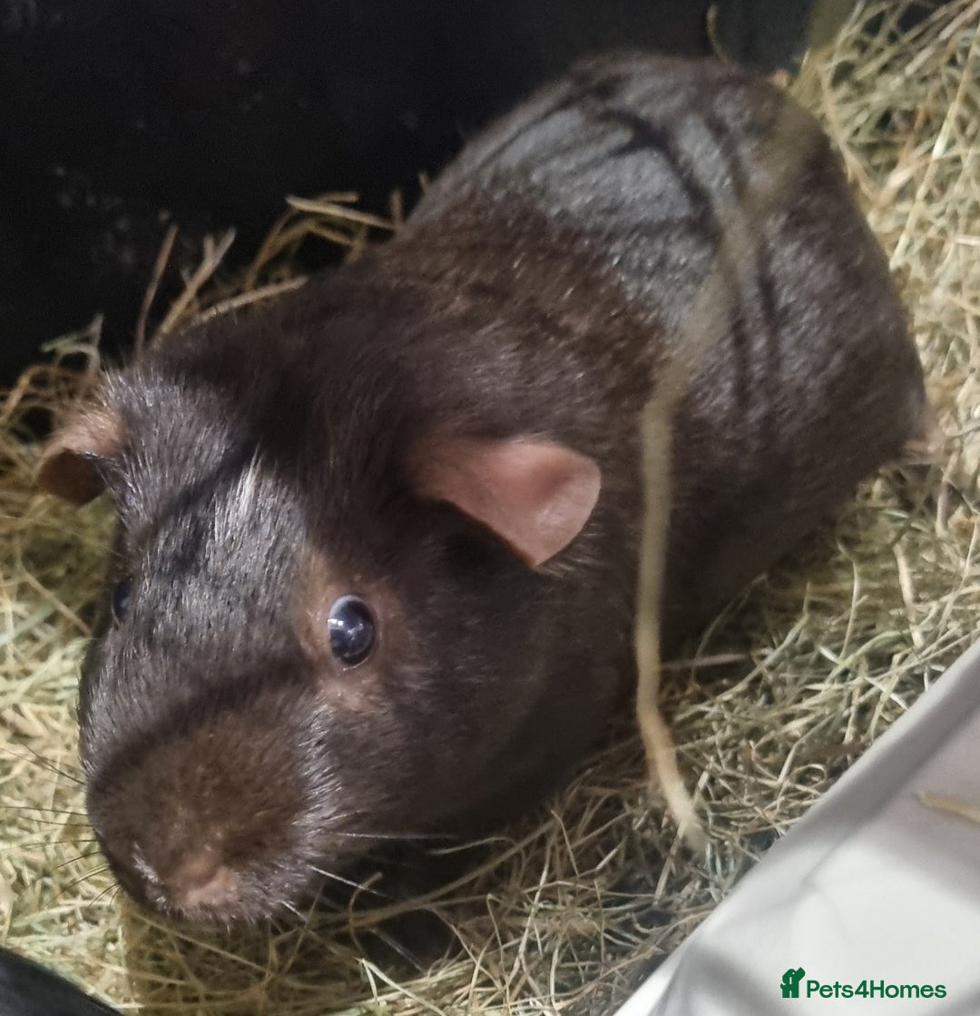 Guinea Pig rodents for sale: 3x guinea pigs - Image 3