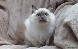 Ragdoll cats for sale: GCCF REG PET KITTENS CHAMPION IMPORT BLOODLINES - Image 17