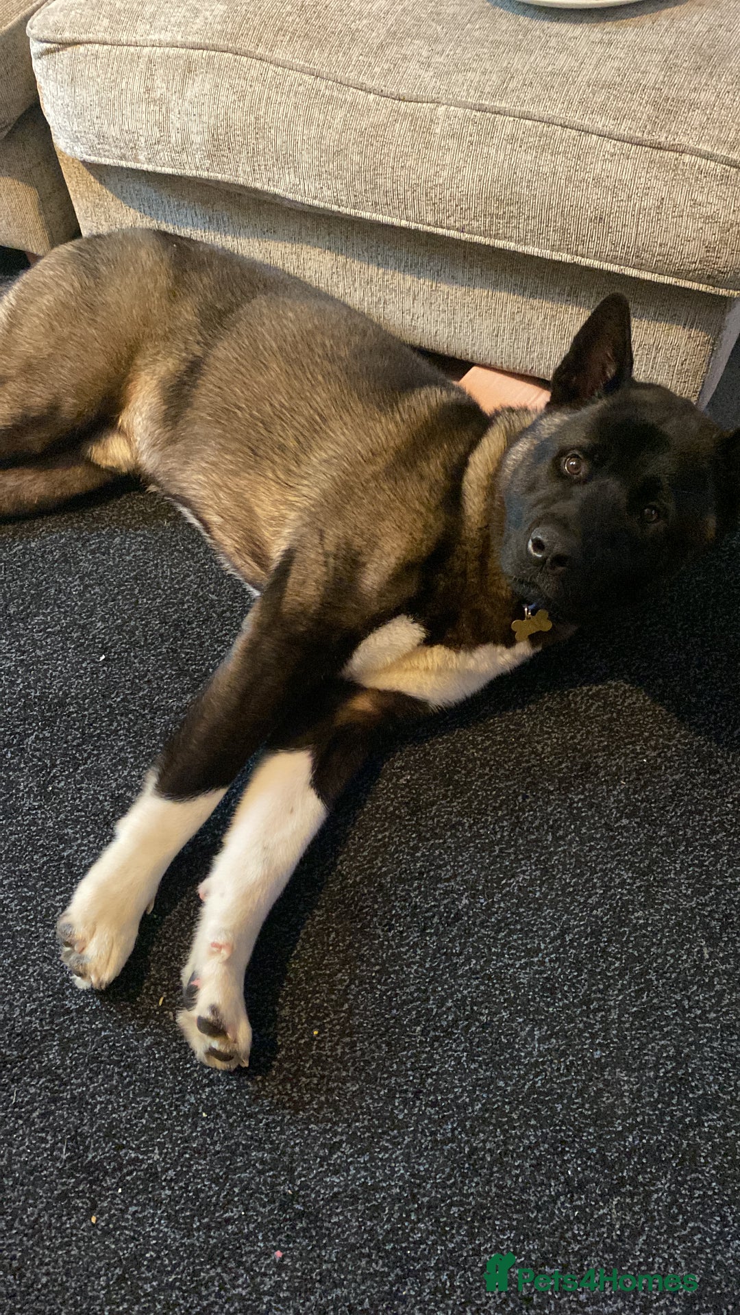 Akita dogs for sale: American Akita  - Image 3