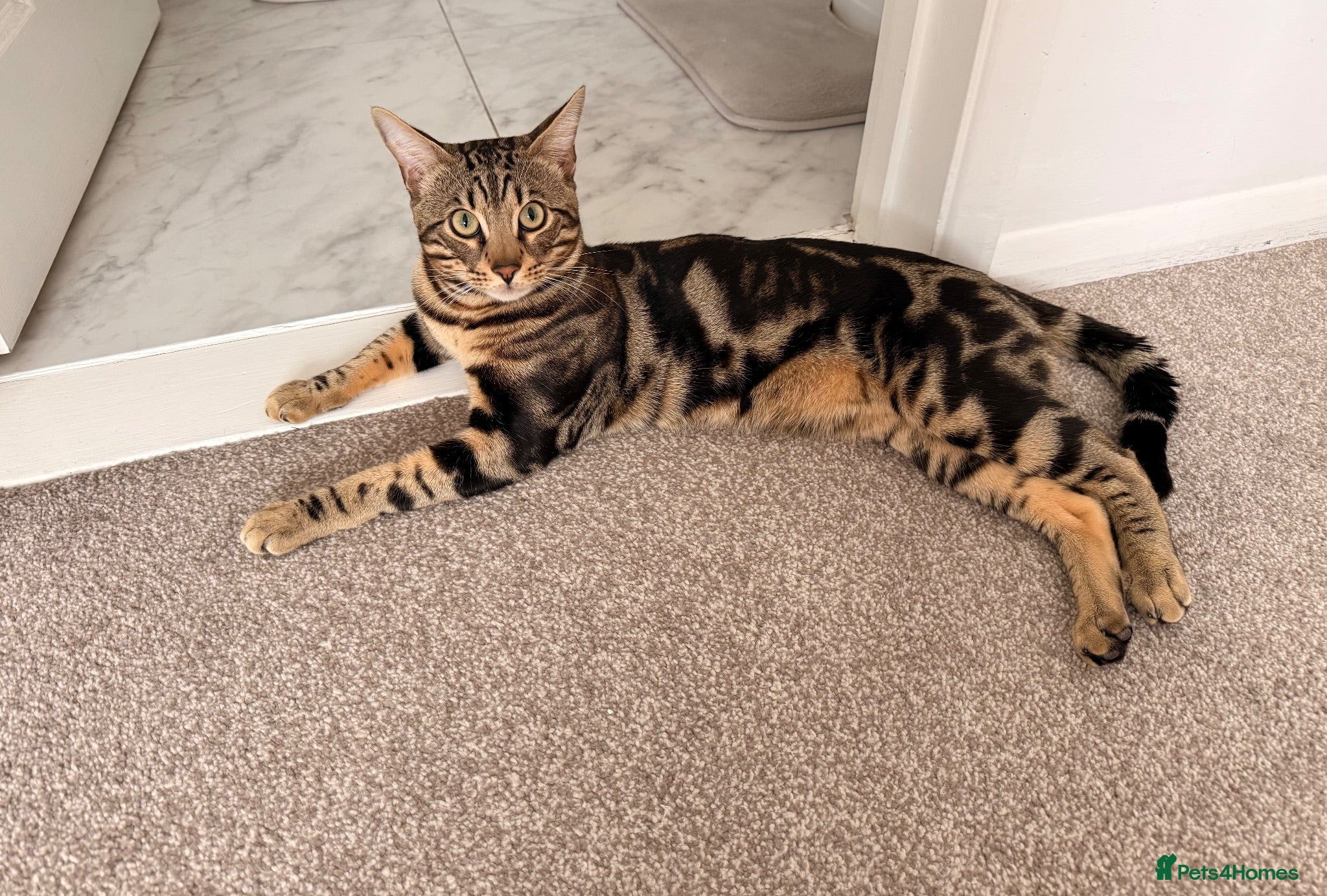 Bengal cats Apollo - Advert 1