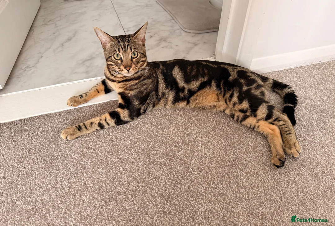 Bengal cats for sale: Apollo - Advert 1