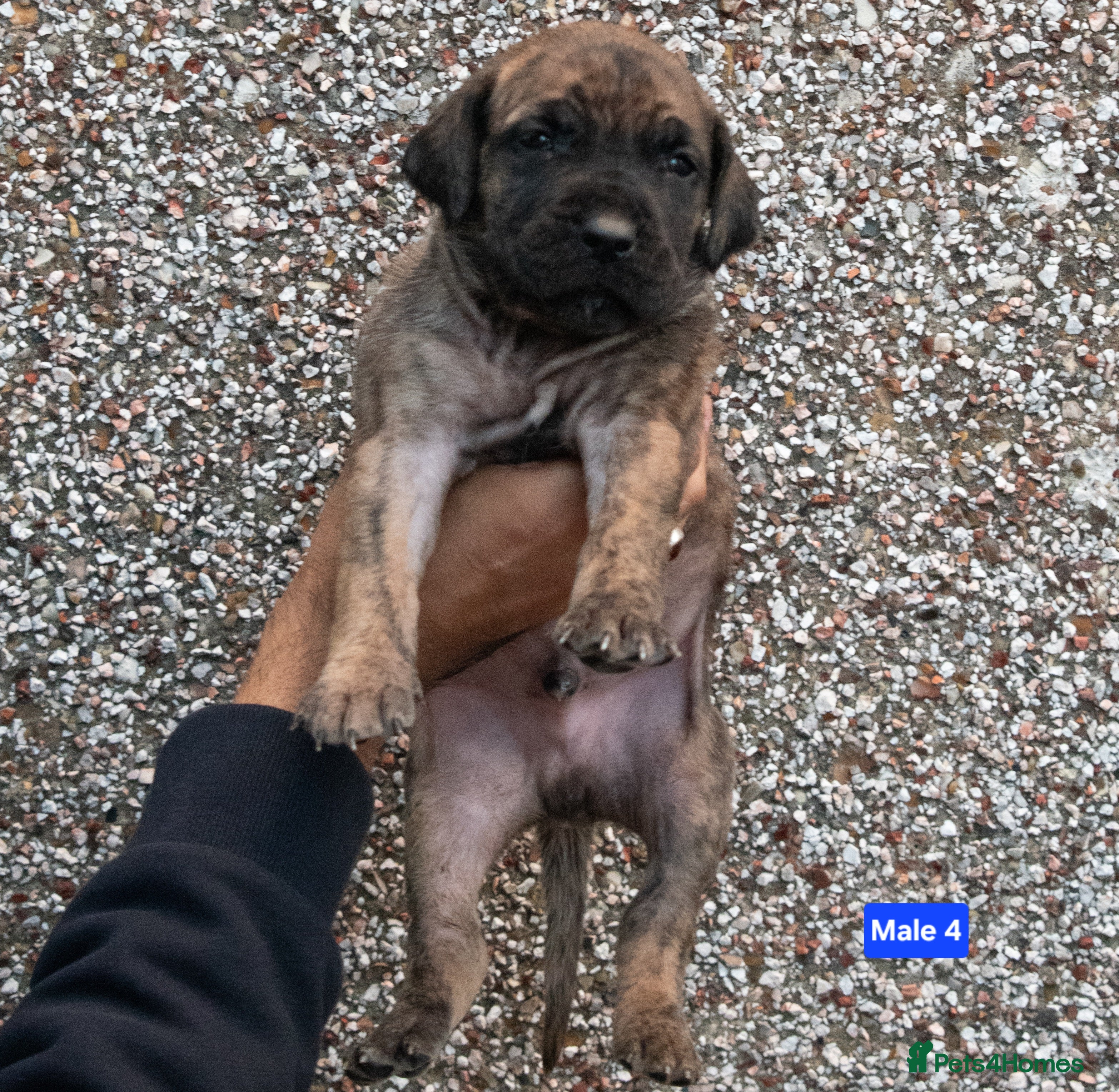 Presa Canario dogs Presa canario puppies - Advert 2