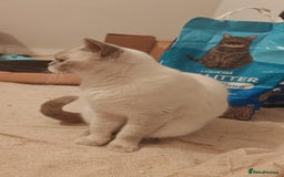 British Shorthair cats for sale: Pegidree adult loving British Shorthair for sake - Image 9