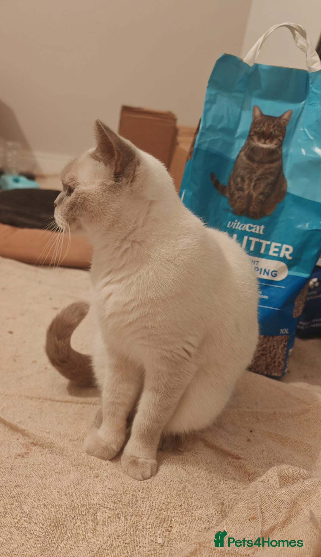 British Shorthair cats for sale: Pegidree adult loving British Shorthair for sake - Image 9