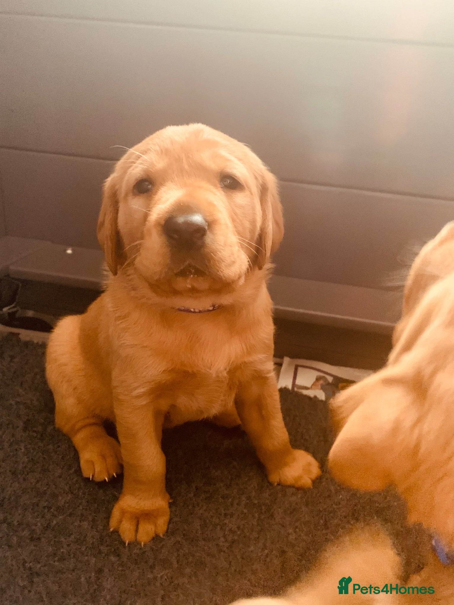 Labrador Retriever dogs for sale: KC reg health-tested Fox Red lab pups home raised - Advert 9