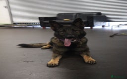 German Shepherd dogs for sale: Stunning Female German Shepherd  - Image 3
