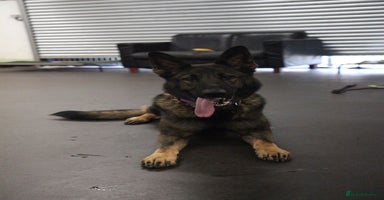 German Shepherd dogs - Advert 12