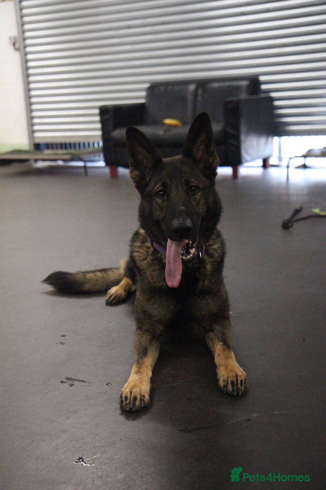 German Shepherd dogs for sale: Stunning Female German Shepherd  - Image 3