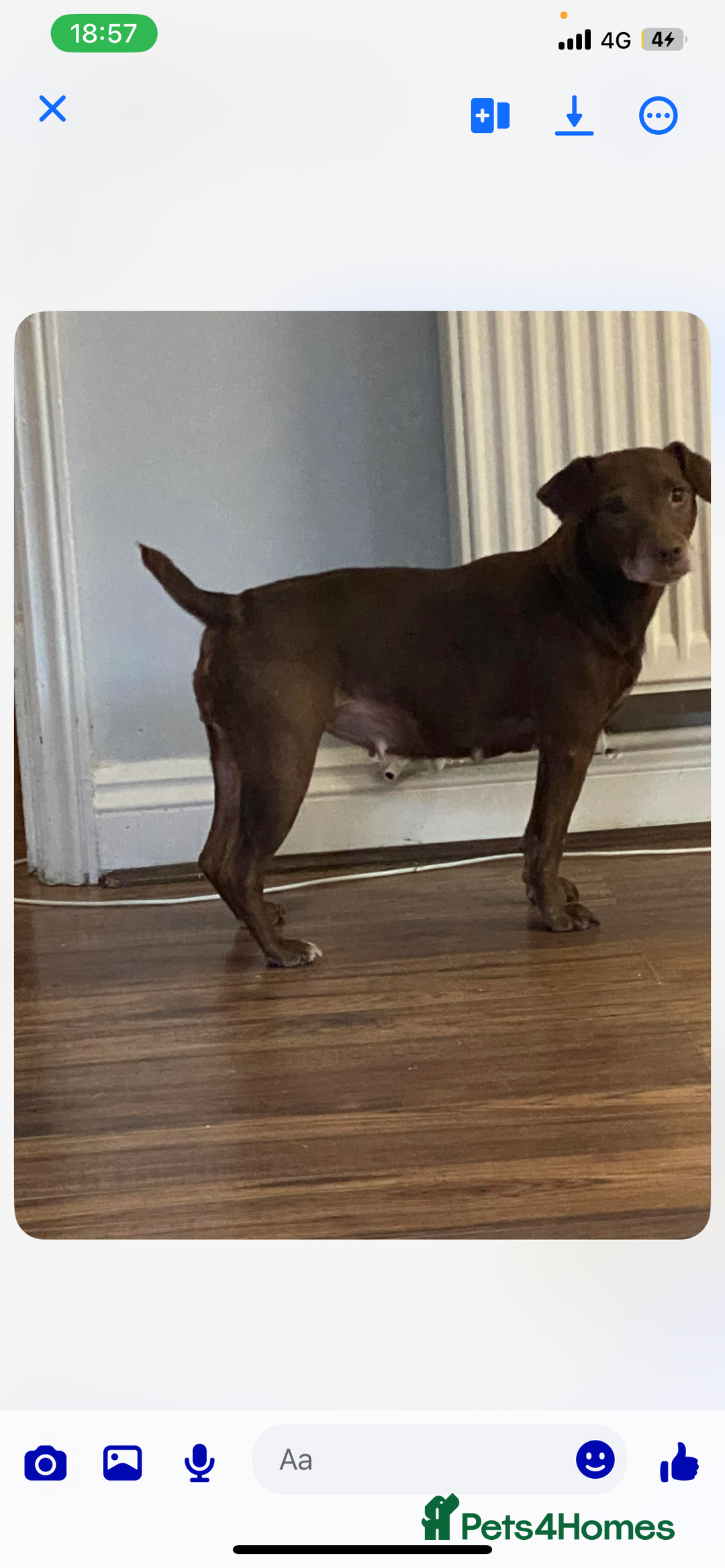 Patterdale Terrier dogs for sale: Beautiful Patterdale Terrier Puppies - Advert 9