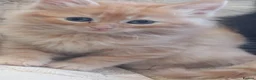Mixed Breed cats for sale: Kittens ginger/black  - Advert 16
