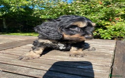 Cockapoo dogs for sale: F1 Cockapoo little girl,ready now. - Image 7