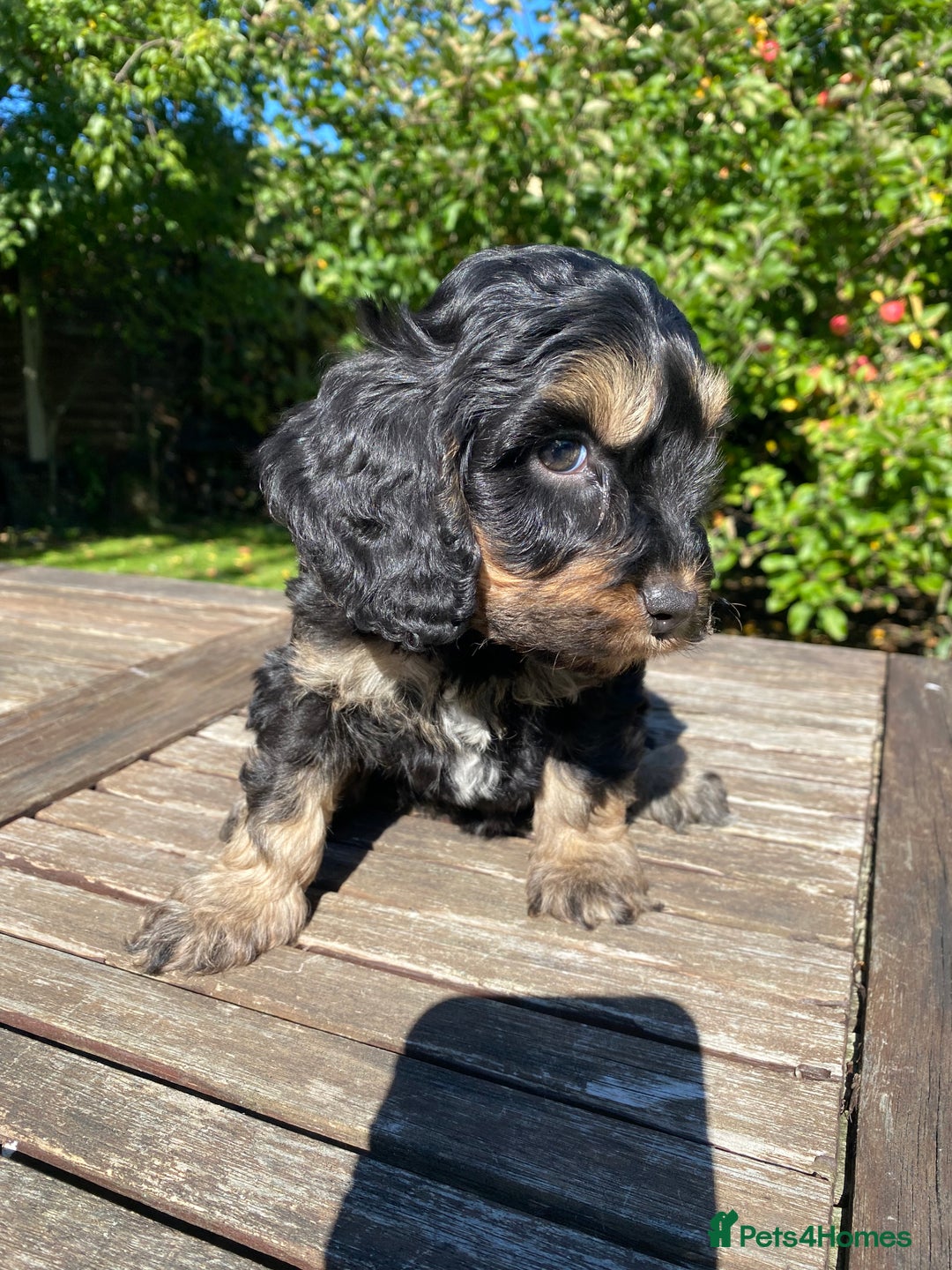 Cockapoo dogs for sale: F1 Cockapoo little girl,ready now. - Image 7