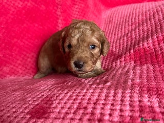 Labradoodle dogs F1b Australian Labradoodles - Advert 1