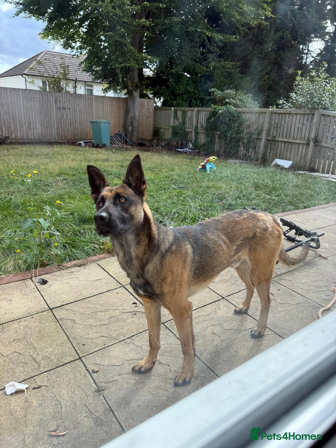 Belgian Shepherd Dog dogs for sale: Nicki - Image 6