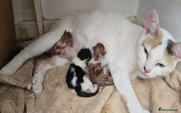 Mixed Breed cats for sale: 7 beautiful babies, 2 black/white are polydactyl  - Image 2