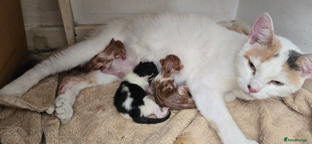 Mixed Breed cats for sale: 7 beautiful babies, 2 black/white are polydactyl  - Image 2
