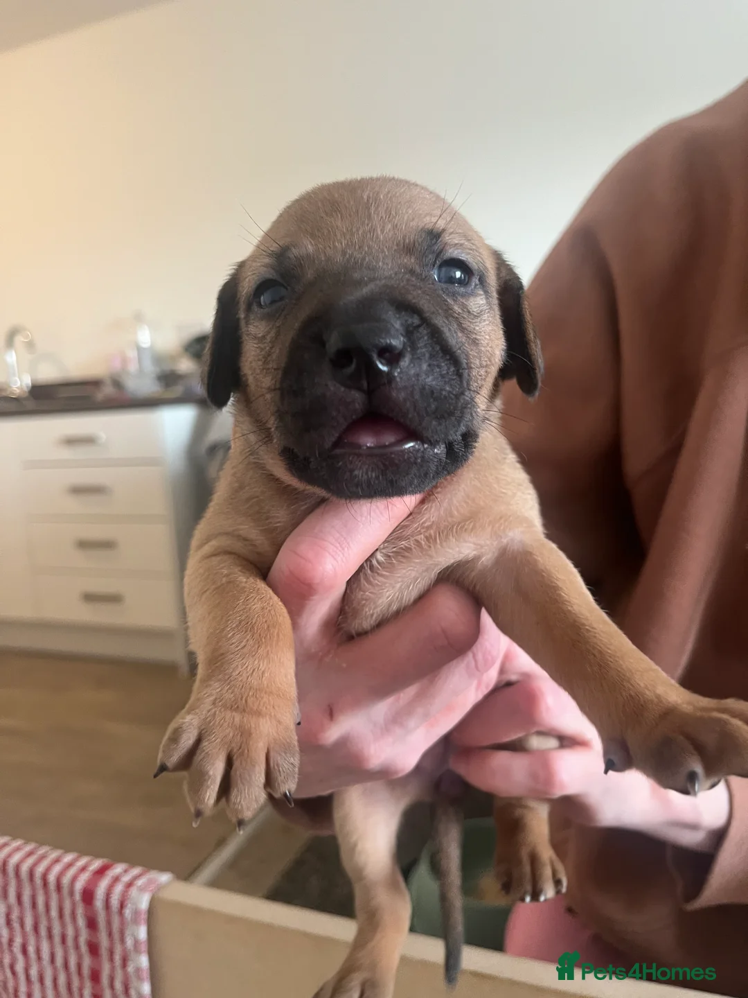 Mixed Breed dogs for sale: blue staff cross american bulldog  - Advert 16