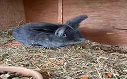 Lionhead rabbits for sale: Stunning lionhead buck - Image 5