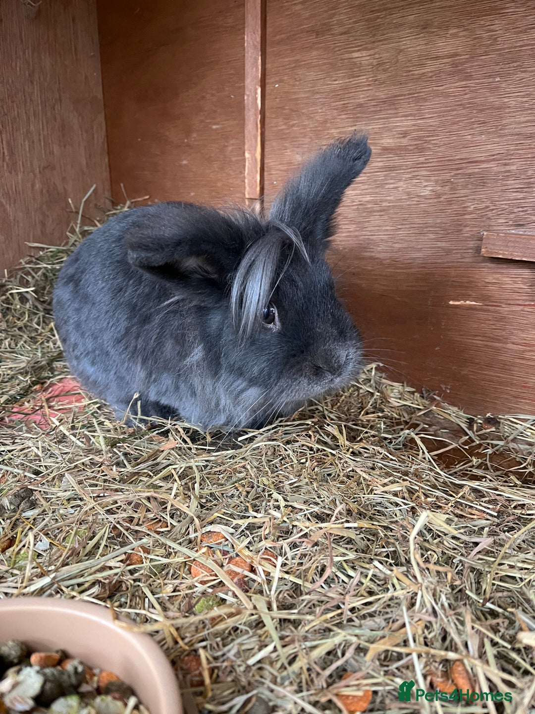 Lionhead rabbits for sale: Stunning lionhead buck - Image 5