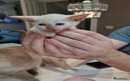 Siamese cats for sale: Siamese kittens 2 Chocolatepoint, 2 boys Bluepoint - Image 8