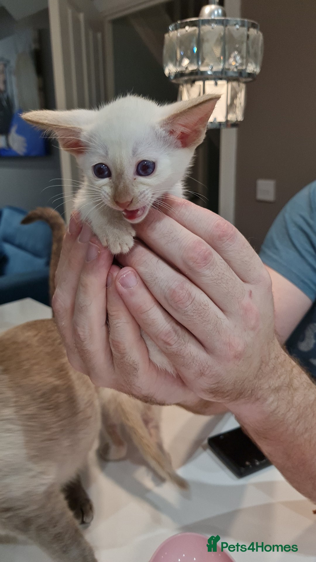 Siamese cats for sale: Siamese kittens 2 Chocolatepoint, 2 boys Bluepoint - Image 8