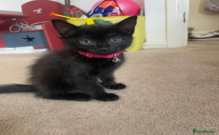 Mixed Breed cats - Advert 15