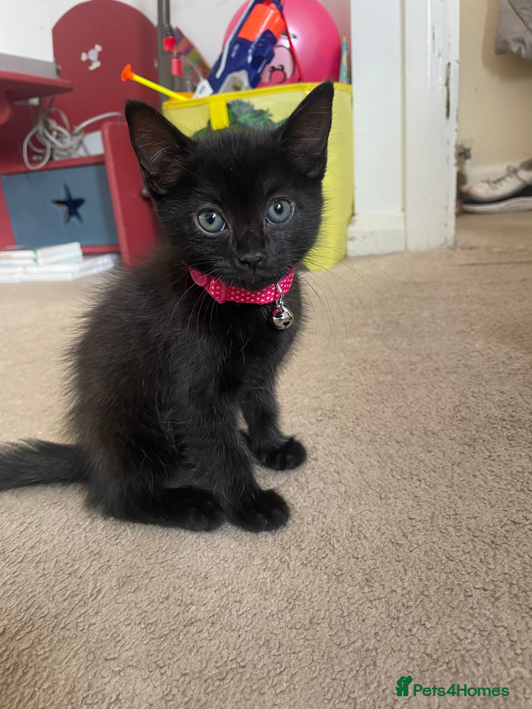 Mixed Breed cats for sale: 2 female kittens 1 male kitten for sale  - Image 1