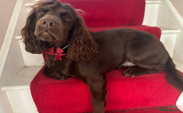 Cocker Spaniel dogs - Advert 1