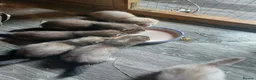 Ferret rodents for sale: Ferret Kits for sale - Advert 1