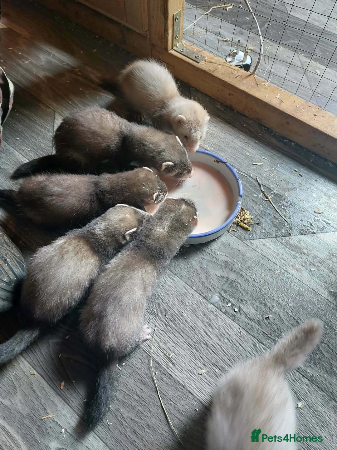 Ferret rodents for sale: Ferret Kits for sale - Advert 1