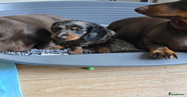 Dachshund dogs - Advert 1