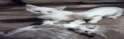 Turkish Angora cats for sale: Whithe Turkish Angora - Advert 19