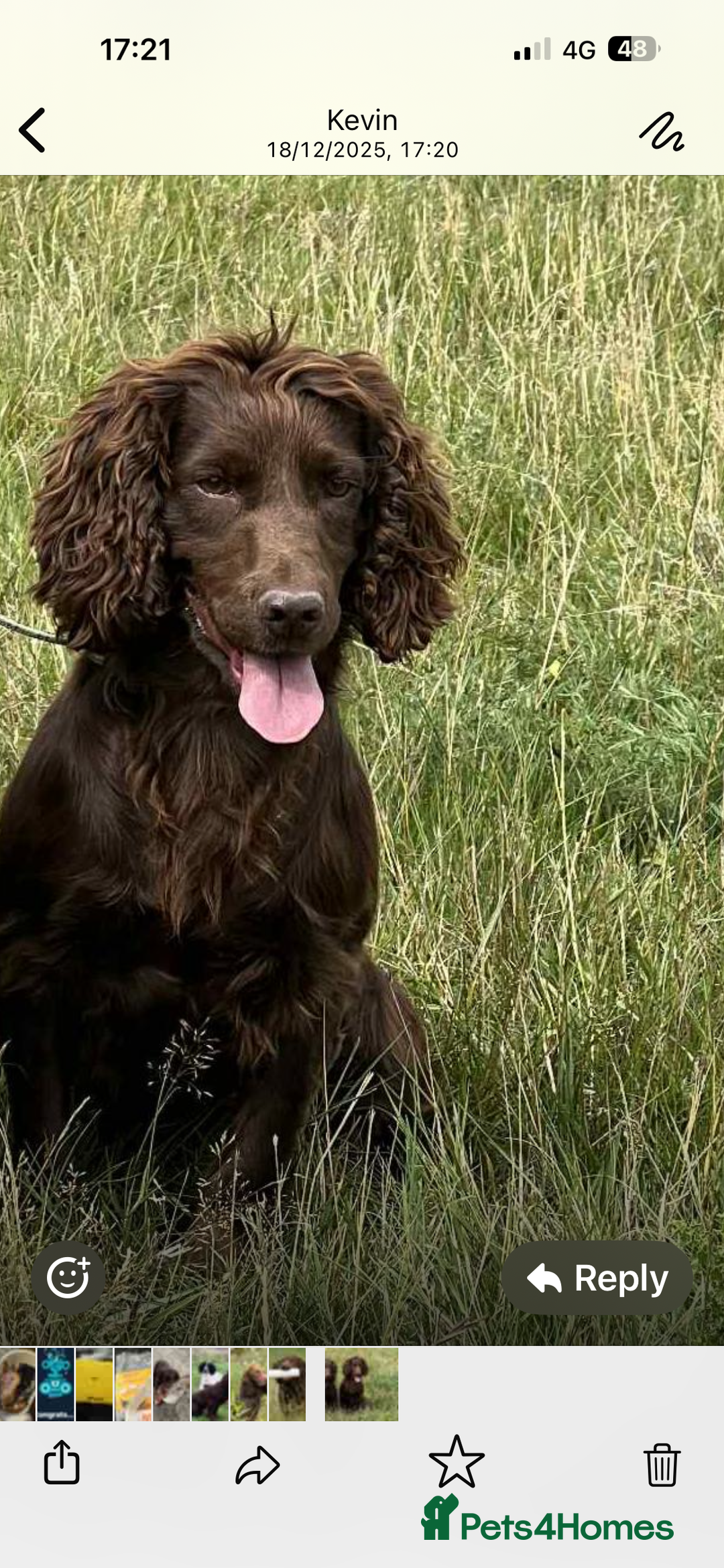 Cocker Spaniel dogs for sale: Superb Working Cocker Spaniel puppies - Advert 9