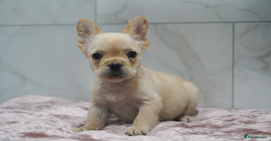French Bulldog dogs - Advert 6