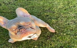 French Bulldog dogs for stud: Now FBCE GOLD! x OFFER- Fertility package inc in Matlock - Image 13