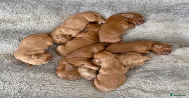 Cockapoo dogs in Milton Keynes - Advert 16