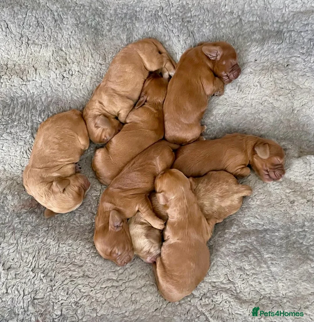 Cockapoo dogs for stud: Proven DNA tested red F1 Cockapoo Charlie for Stud in Milton Keynes - Advert 3