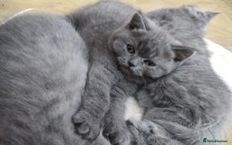British Shorthair cats for sale: Beautiful fluffy British blue babies ready at  **  - Advert 3