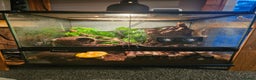 Gecko reptiles for sale: Crested Gecko & Full setup - Advert 2