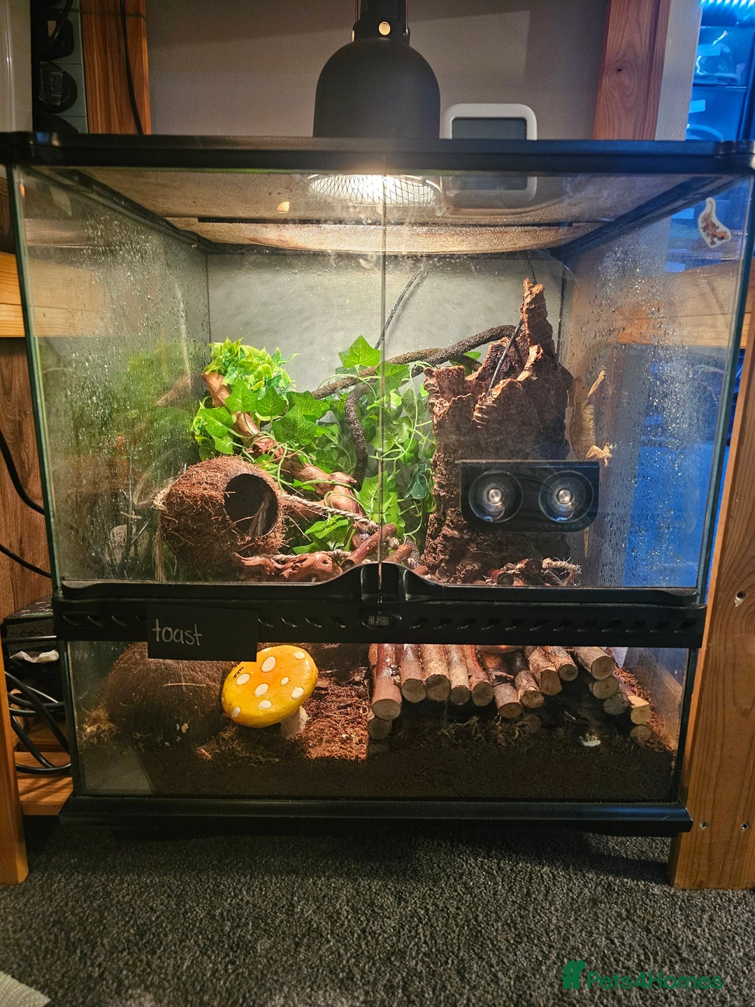 Gecko reptiles for sale: Crested Gecko & Full setup - Advert 2